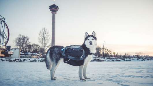 Amundsen Pro-Dog Backpack - XL
